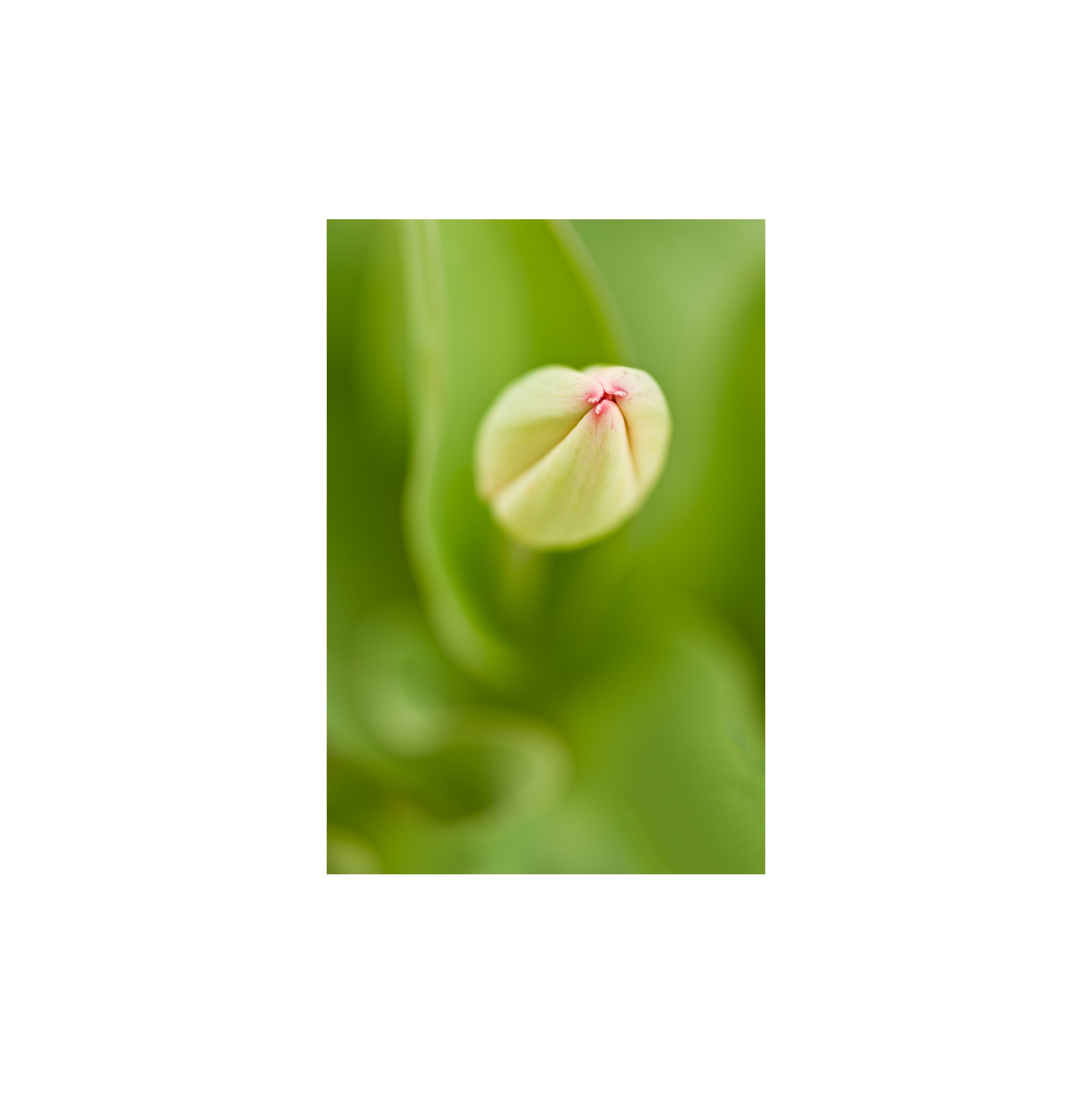 Tulip Bud Two E WP .jpg