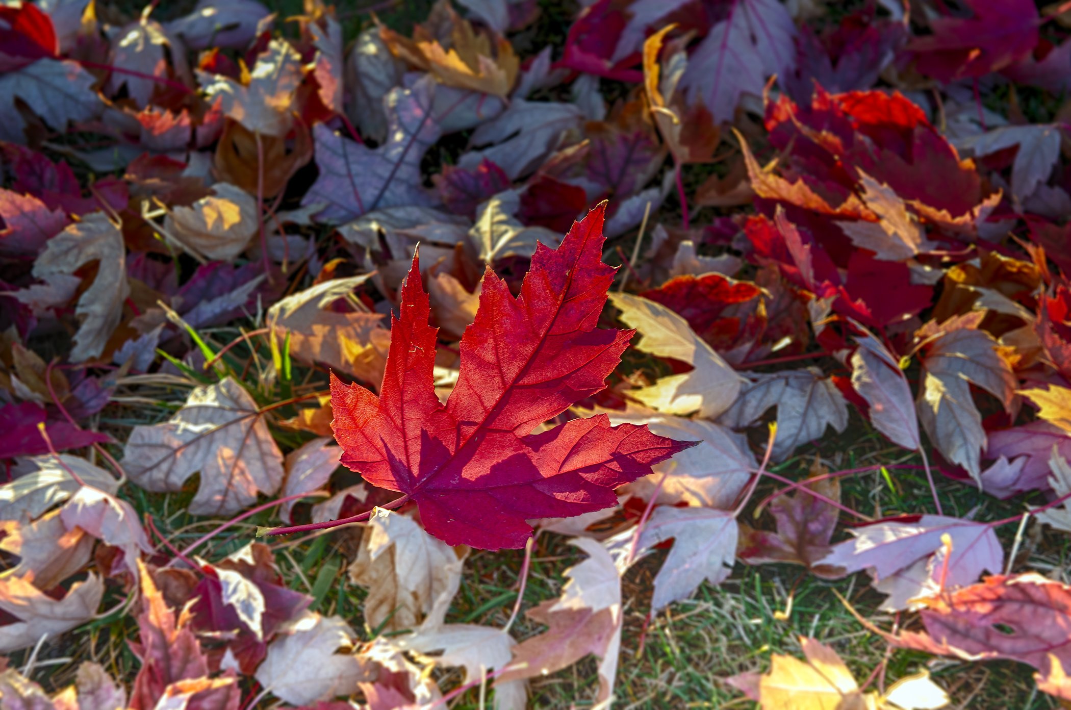Red Leaf HDR-2 Blur.jpg