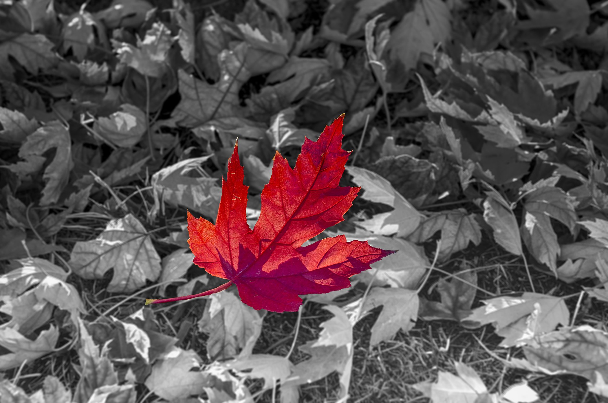 Red Leaf HDR-2 Blur B&W.jpg