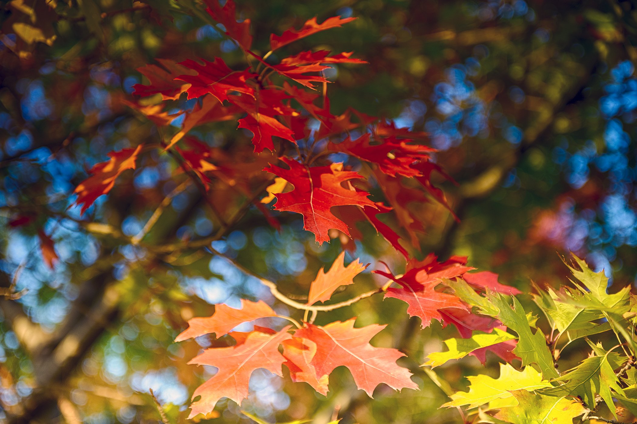 Red Leaf Tree HDR-2.jpg