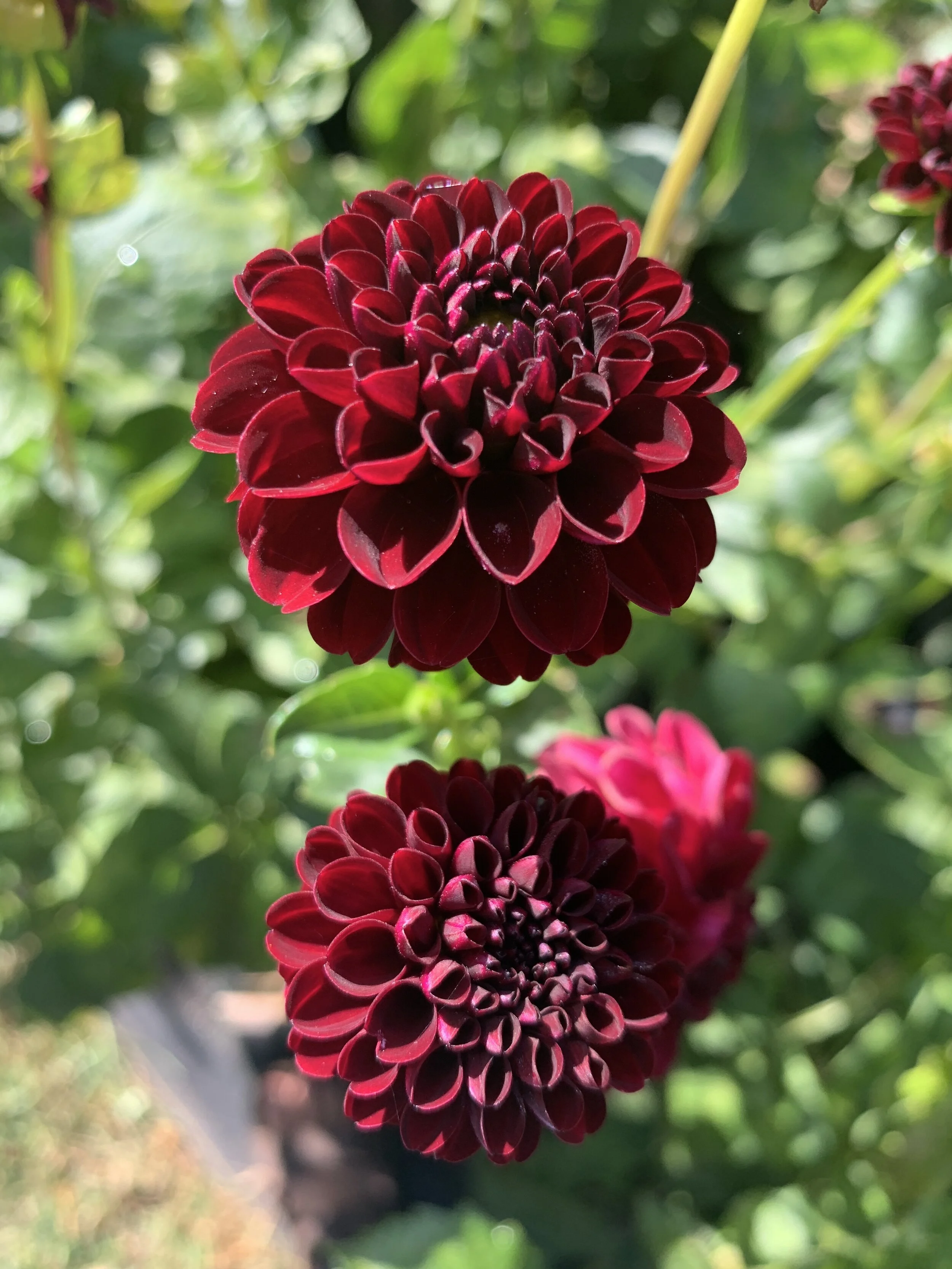 0F6E8F83-8E83-4AD4-B7DD-A30A973FB486