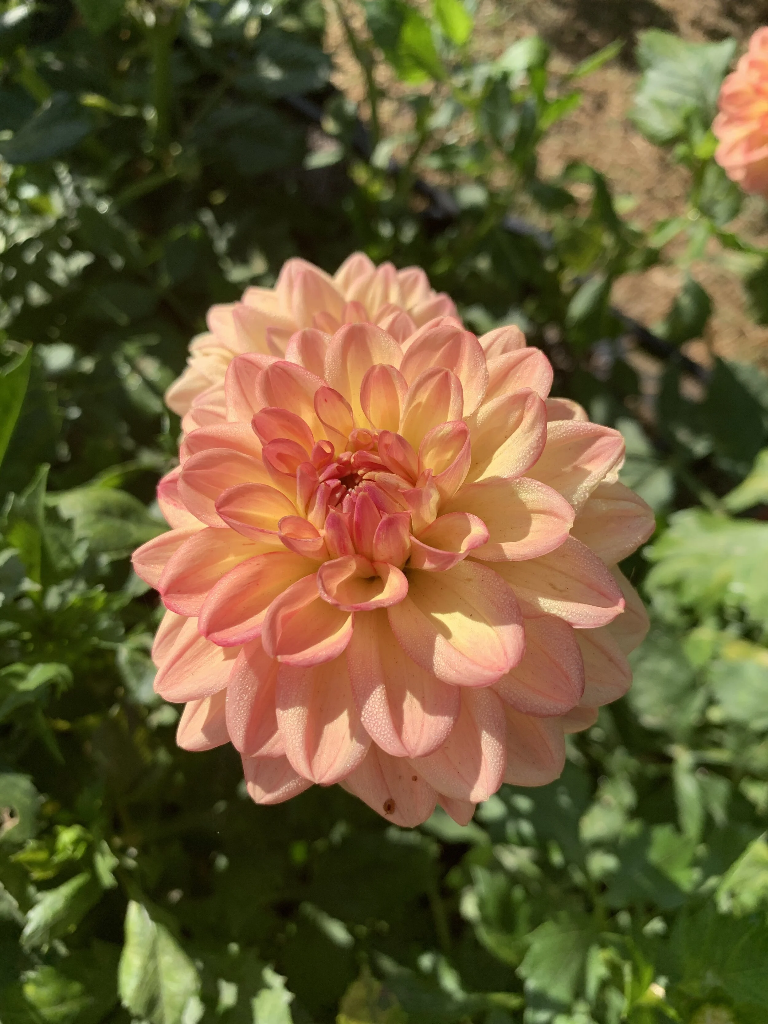 19C60A03-6A65-425D-9B24-49ABB666CF4C