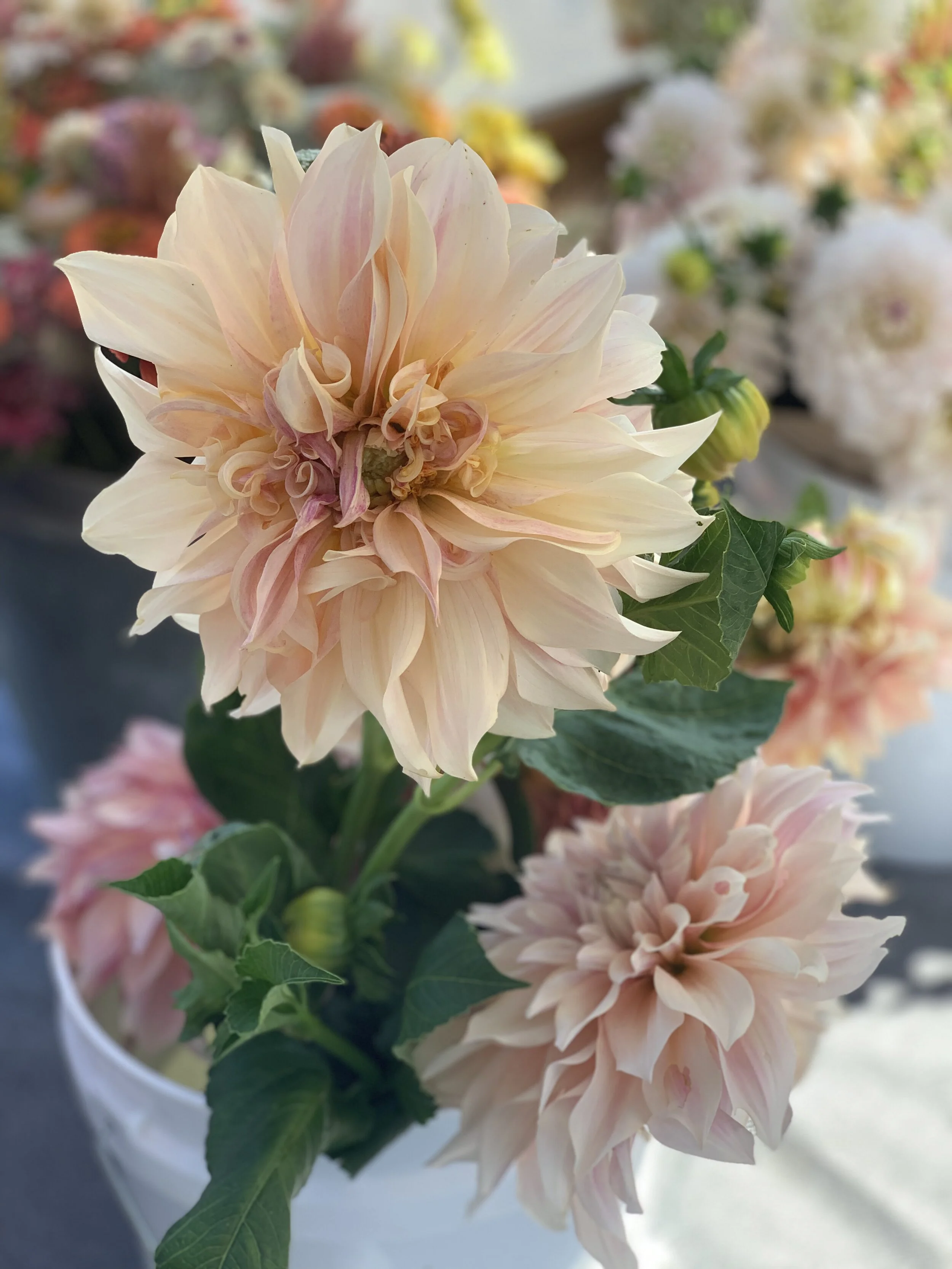 D5E85731-B85E-4A01-8028-69C9E4479447