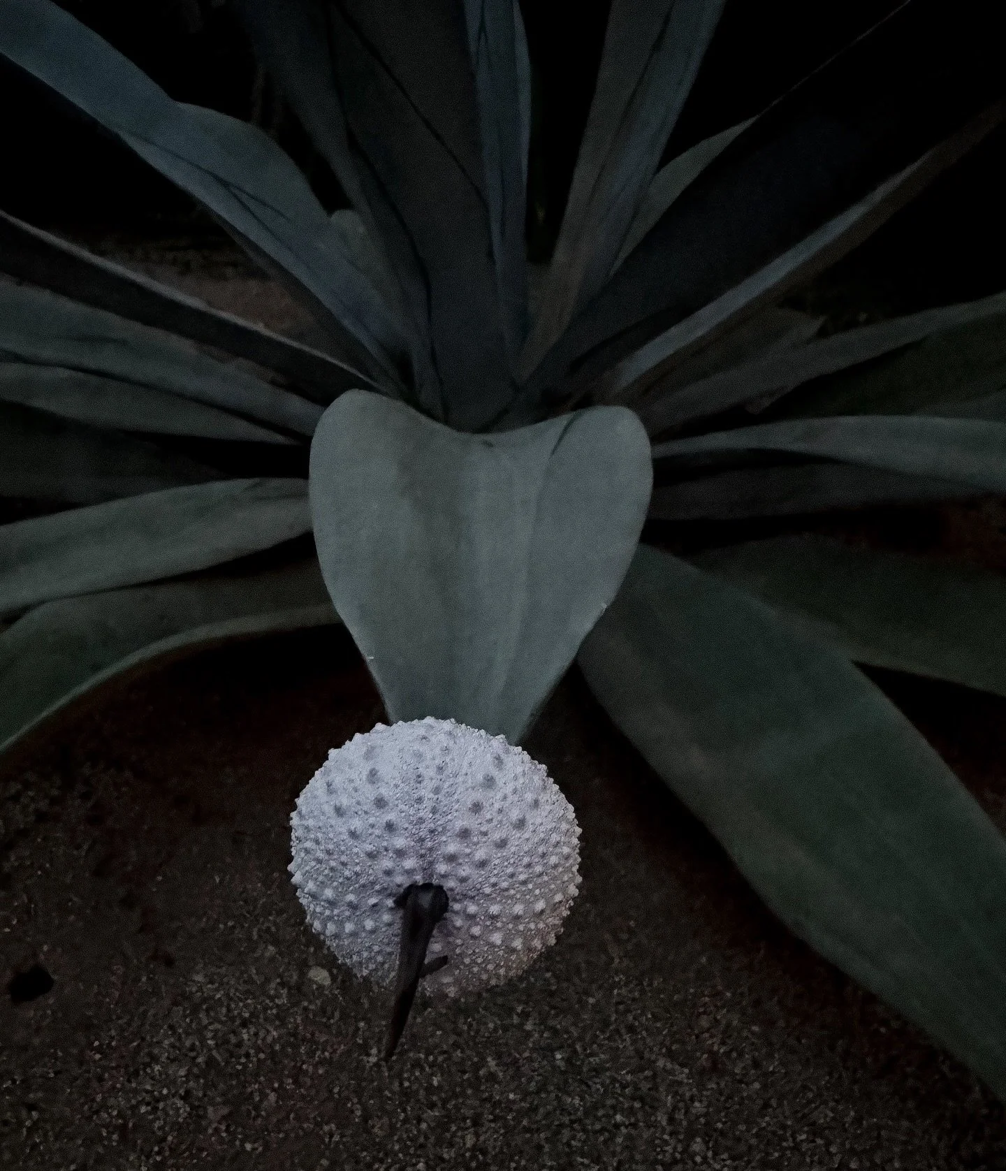 She wears strength and darkness equally well, 
The girl has always been have goddess, half hell.