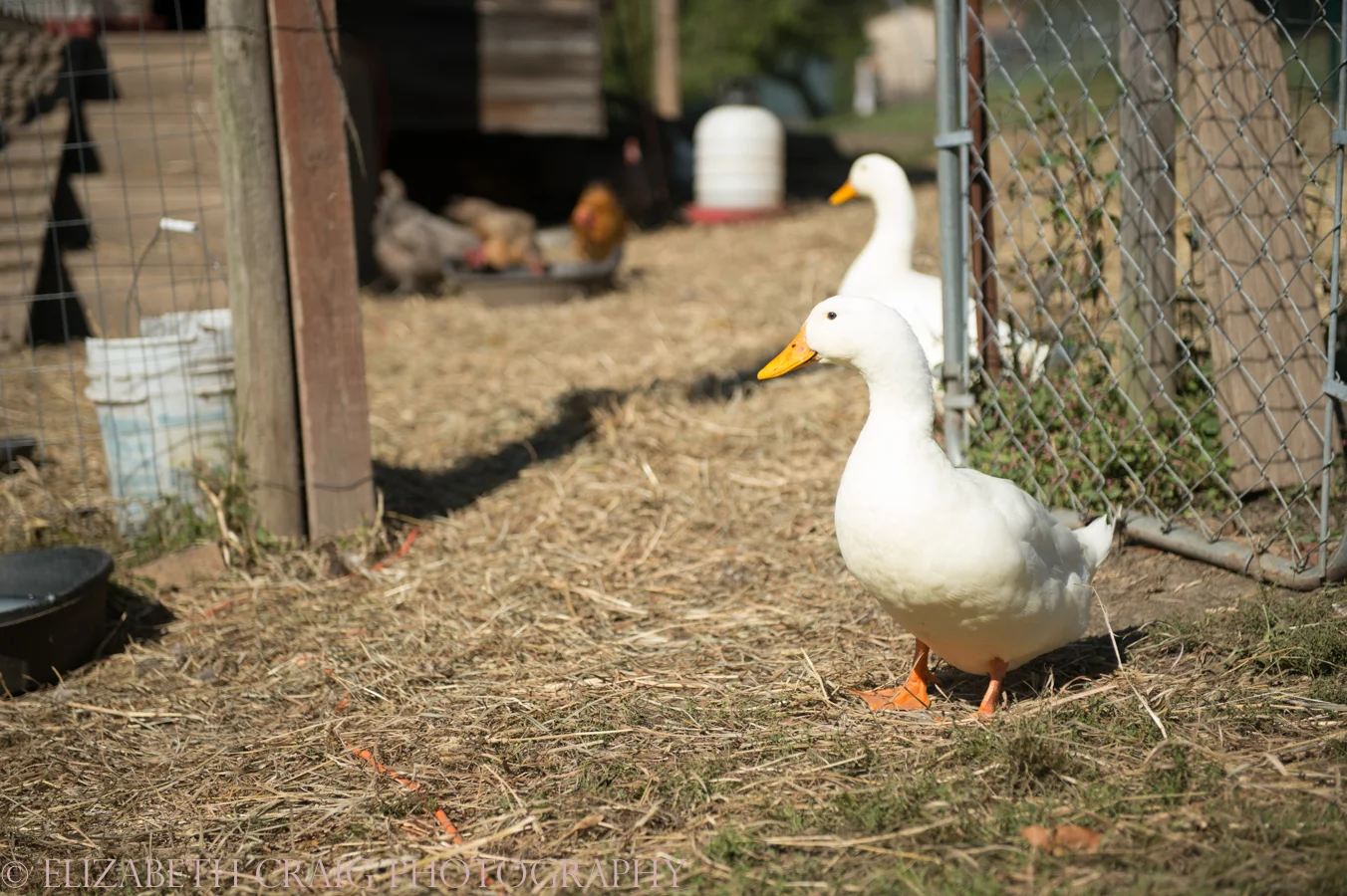 Pittsburgh Small Weddings | Churview Farm-80