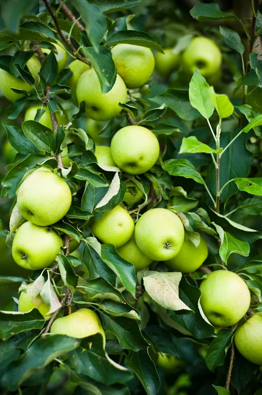 greendance-winery-apple-orchard-weddings-0007