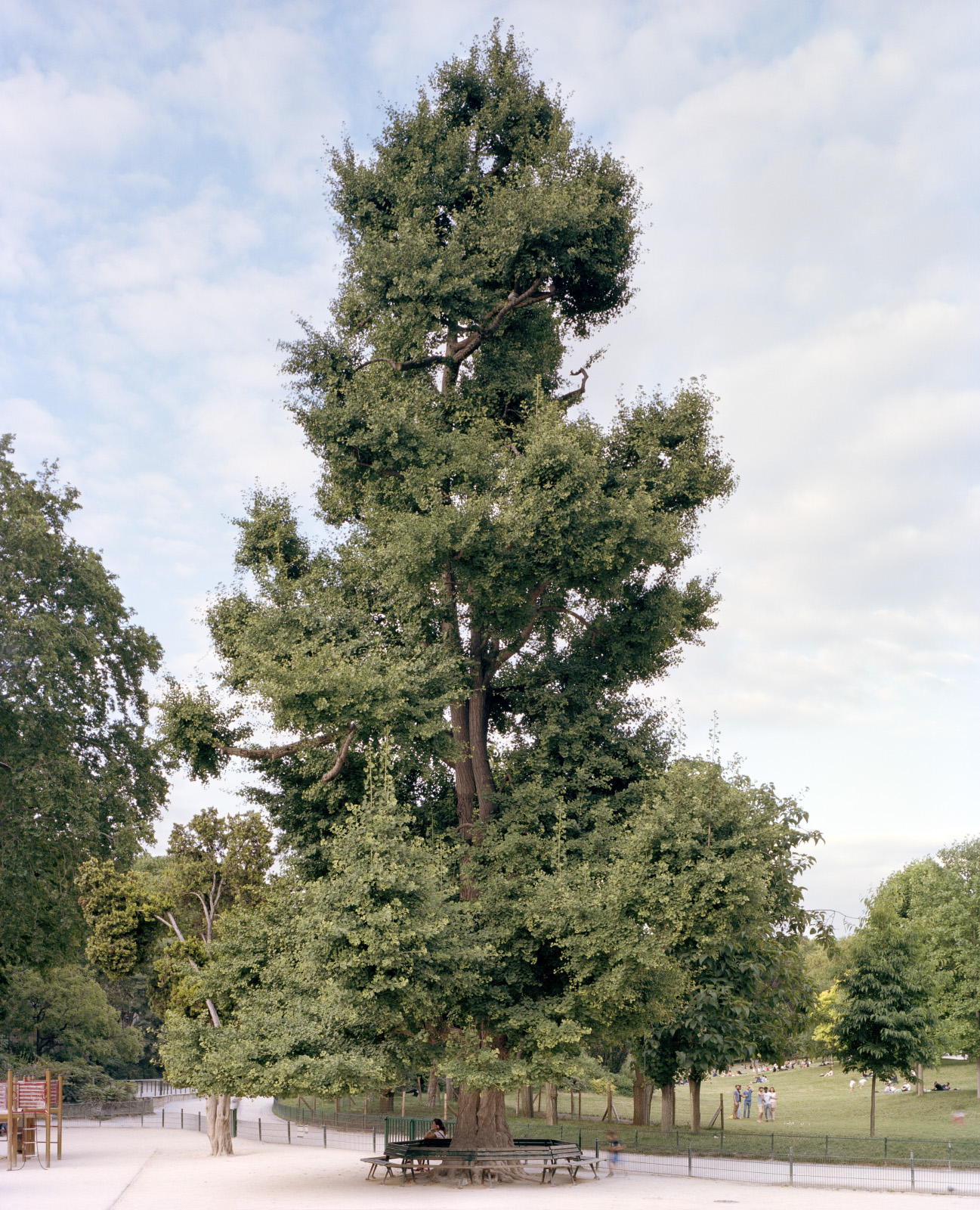 Gingko Biloba