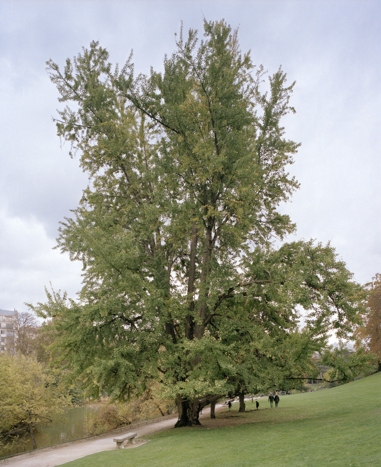 Gingko Biloba