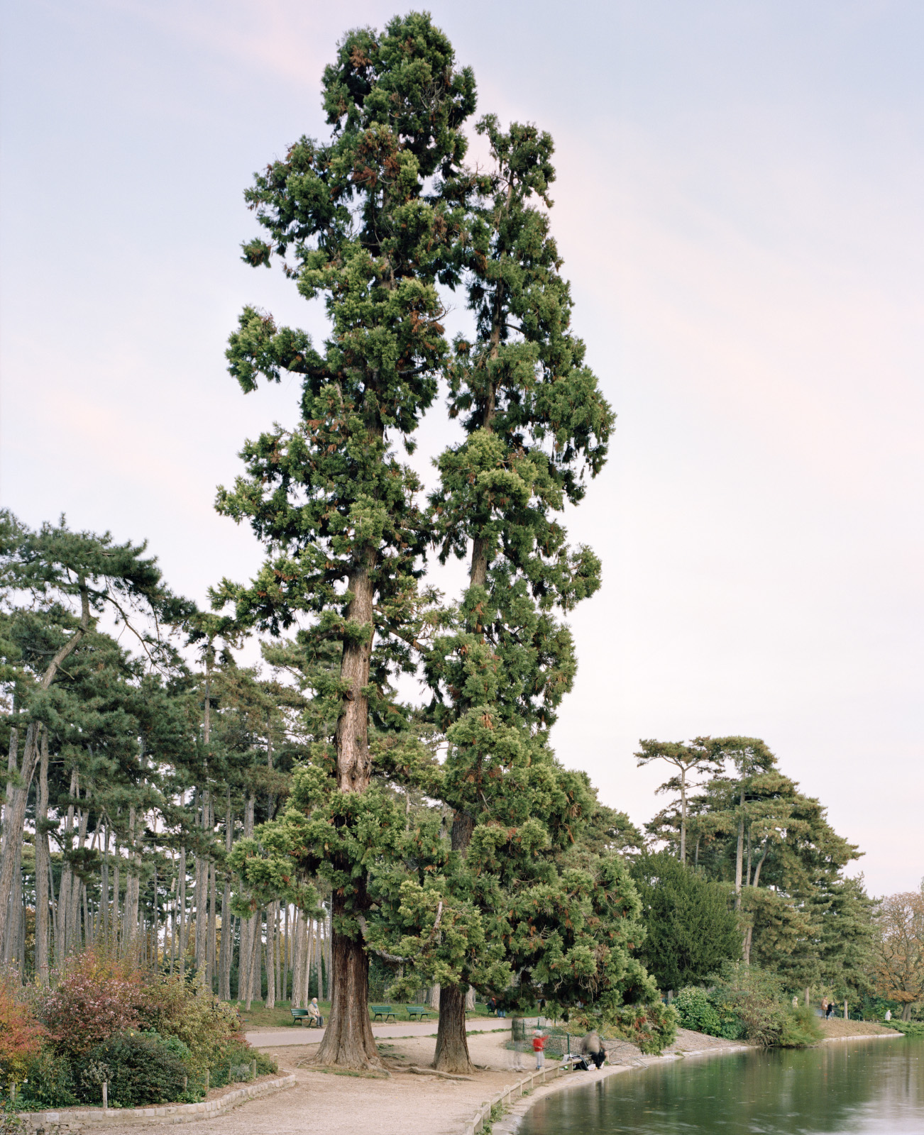 Séquoia Géant