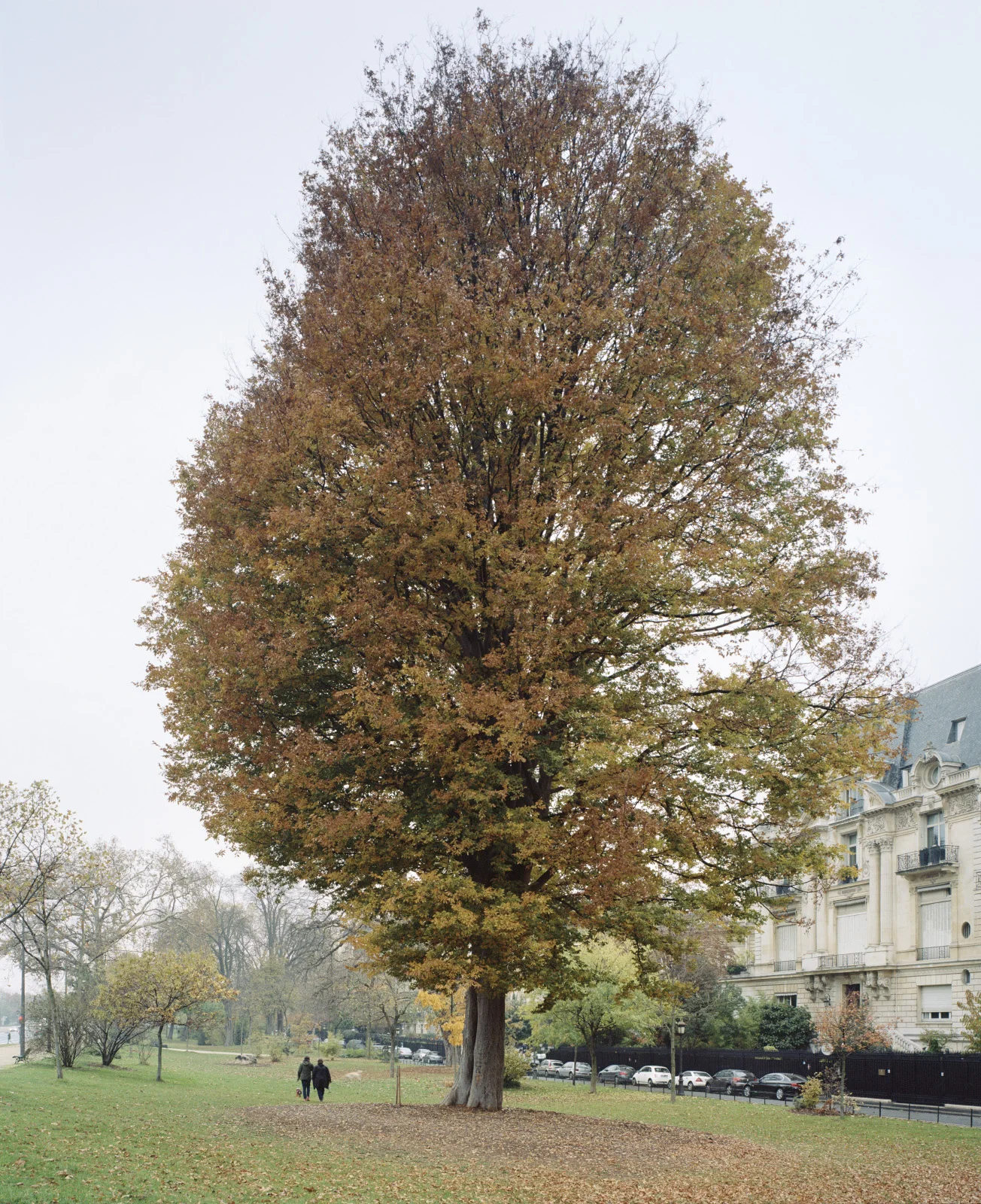  Paris Arbres Remarquables    2017 