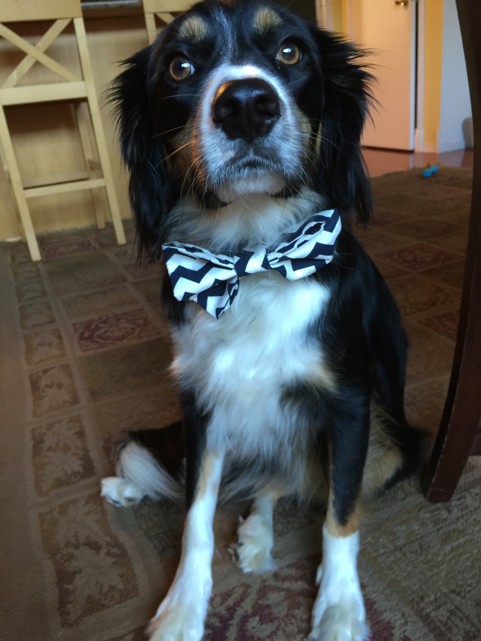Pancake putting up with my dog bow tie sewing lesson