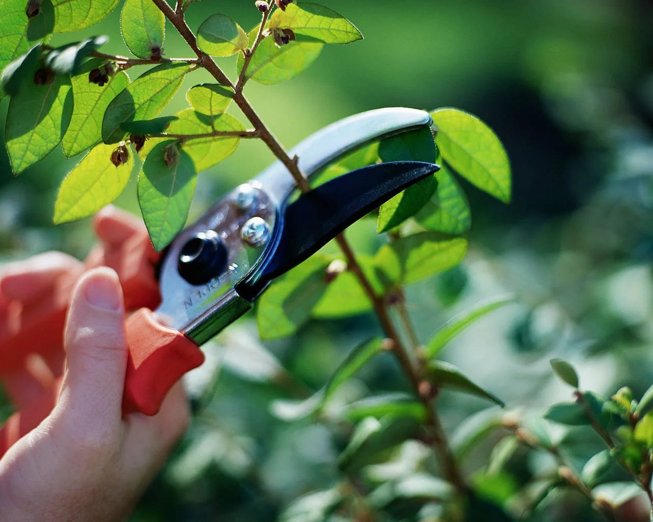 prune.jpg