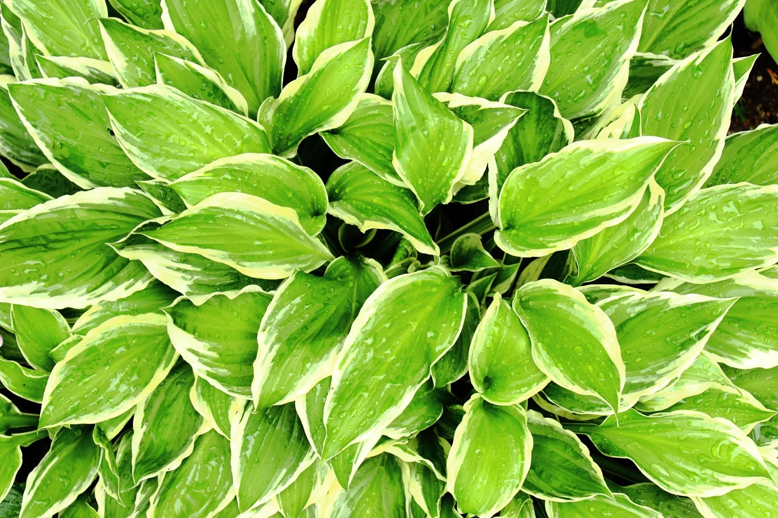 freehosta.jpg