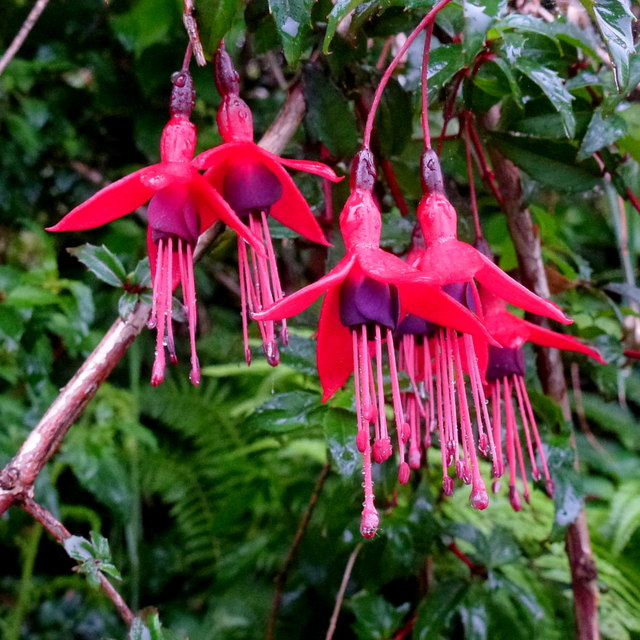 freefuchsia.jpg