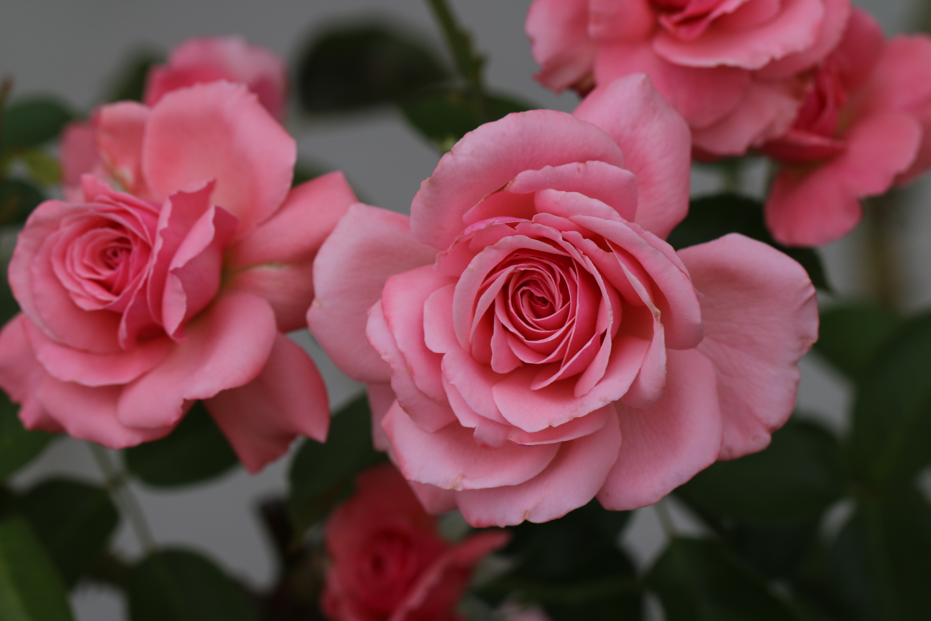 freeroses.jpg