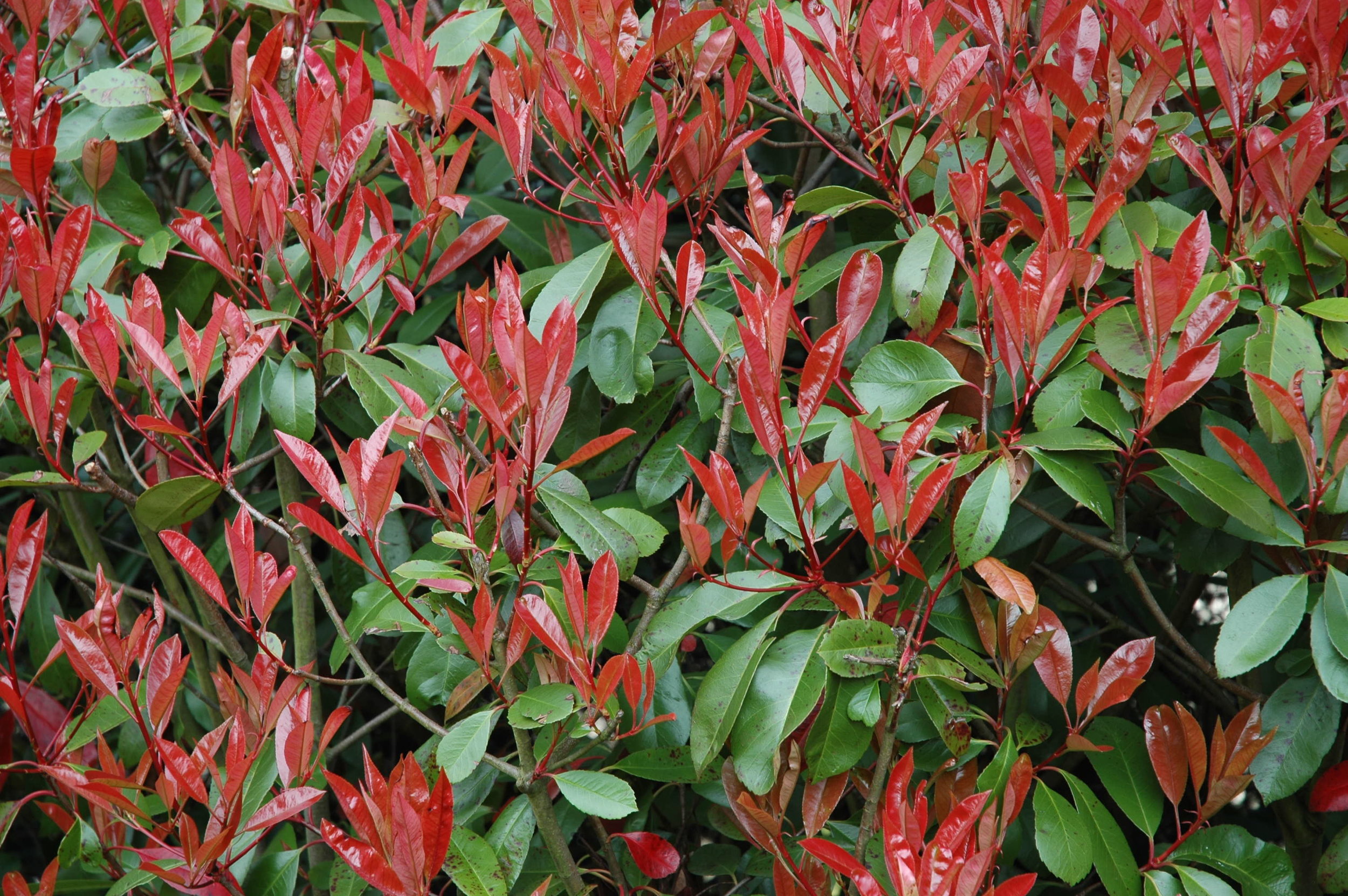 freephotinia.jpg