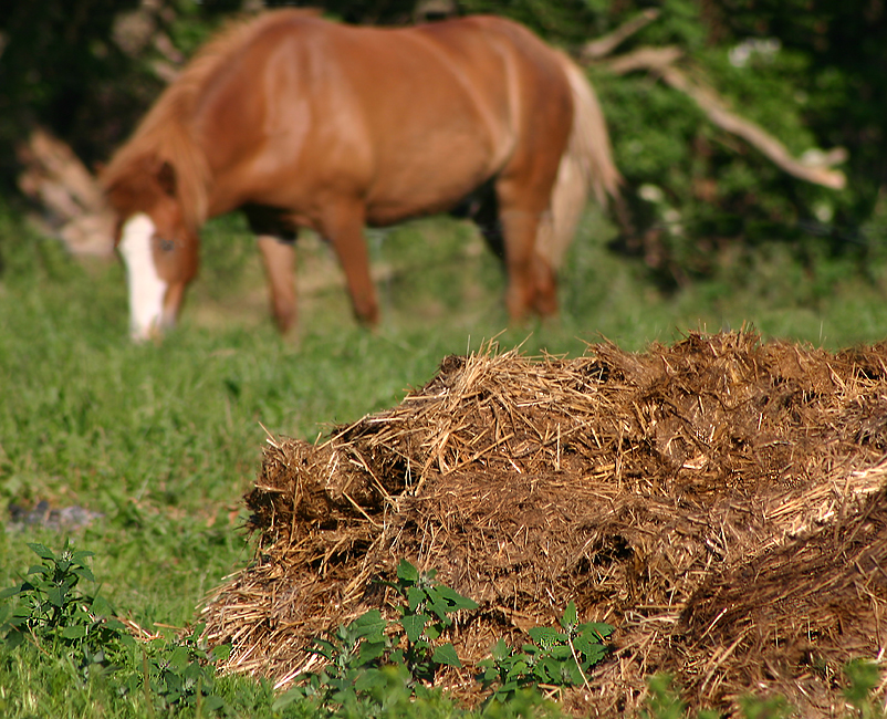 freemanure.jpg