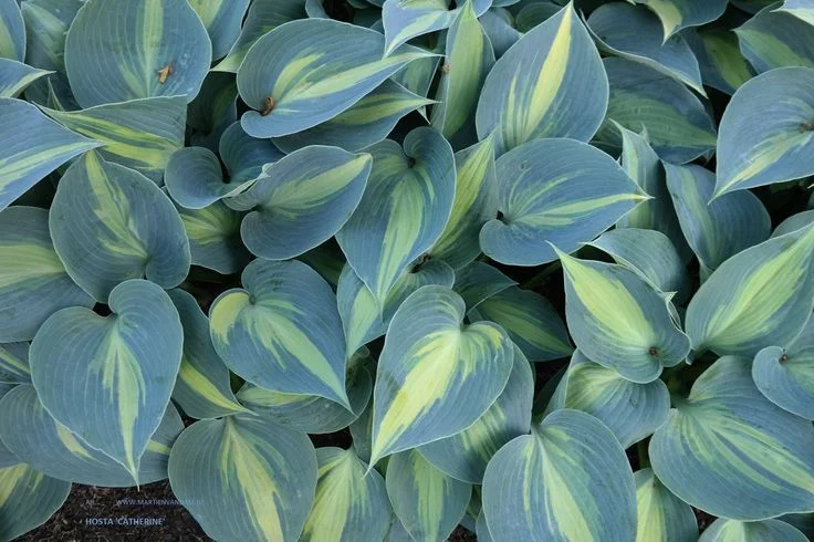 Hosta ‘Catherine’, more subtle than it’s offspring above, but this is subtle and stunning. We love her!