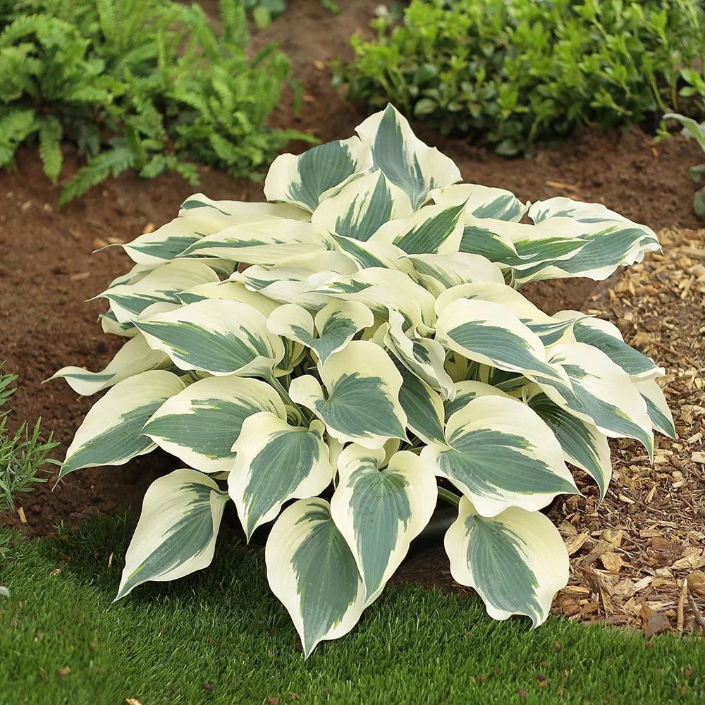 Hosta ‘Firn Line’, a really unusual colour contrast and sure to be very popular