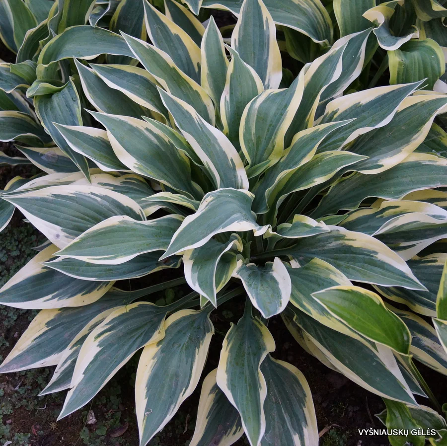 Hosta ‘Bobcat’, a stronger (tetraploid for you scientists out there) version of ‘Wolverine’. It’s a belter!