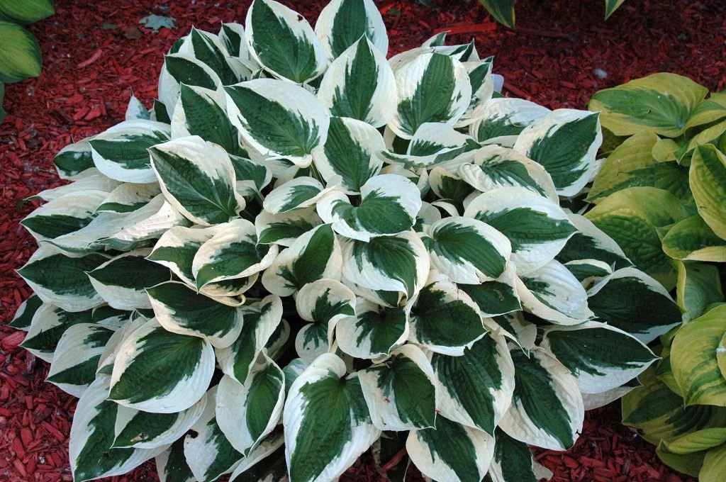 Hosta ‘Patriot’….been around for 20 years but still an absolute stunner.