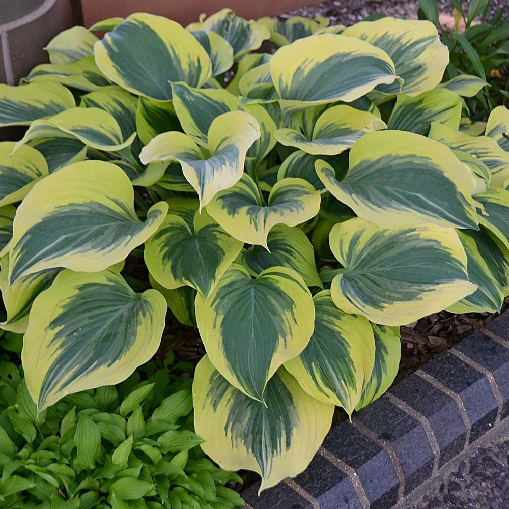 Hosta ‘Liberty’….personally looking forward to this one more than any other, it’s an awesome variety that always attracts attention.