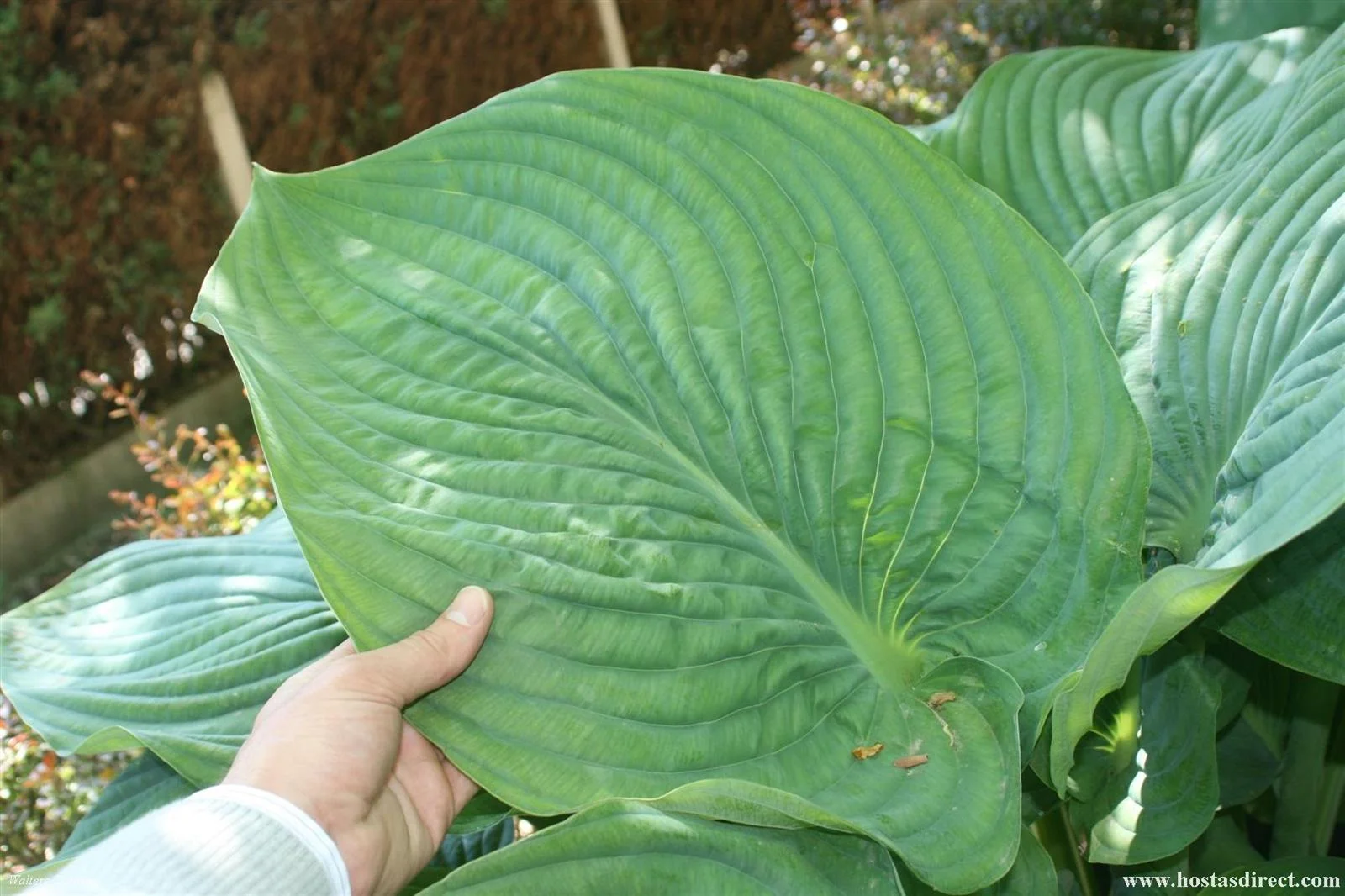 Hosta ‘Empress Wu’, soon found itself rated as the biggest Hosta there is….we won’t be drawn into an argument, but it’s still up there as one of the very biggest!