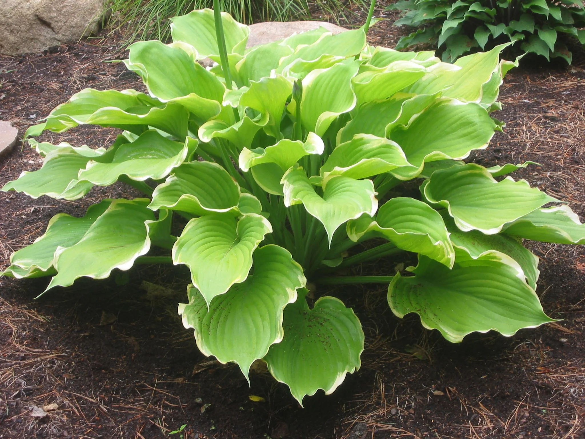 Hosta ‘Winter Snow’, a brilliant variation on ‘Sum & Substance’, with delicate variegation. Stunning.