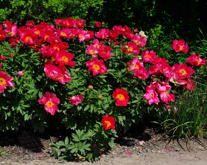 Paeonia ‘Flame’, a lovely deeply cupped orange-red for a sunny border, with a centre of golden yellow stamens.