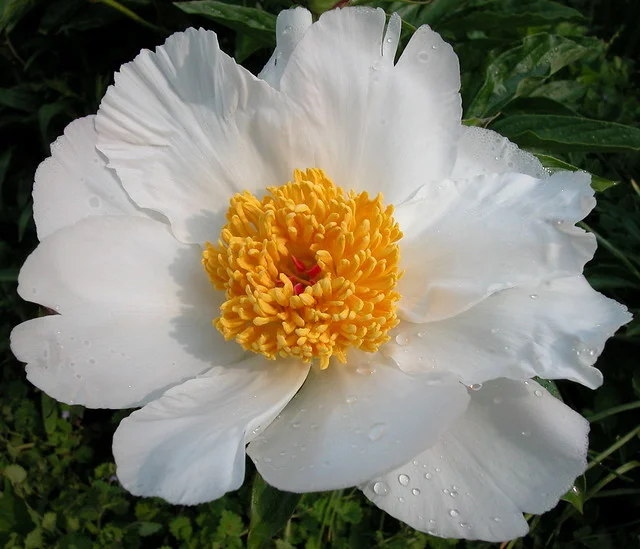 Paeonia ‘White Wings’. Pure and simple, it’s just lovely!