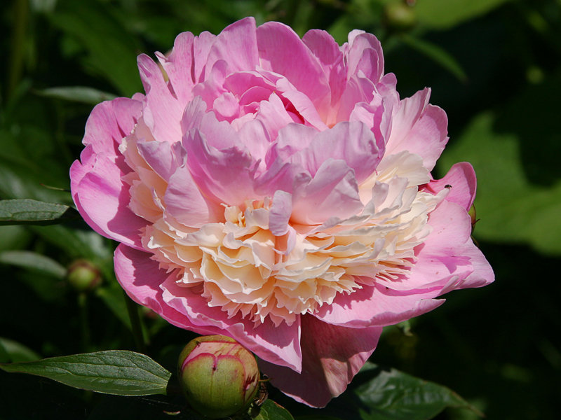 paeoniasorbet.jpg
