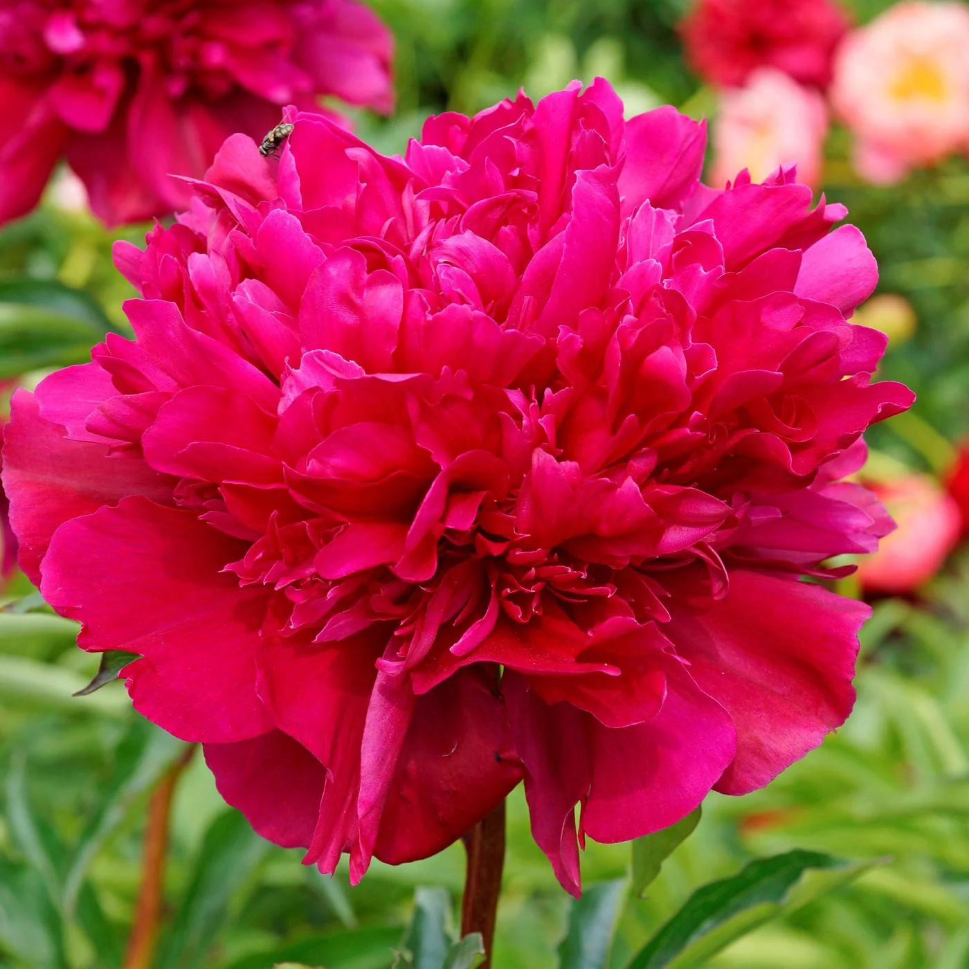 Paeonia ‘Big Ben’, a sumptuous red.