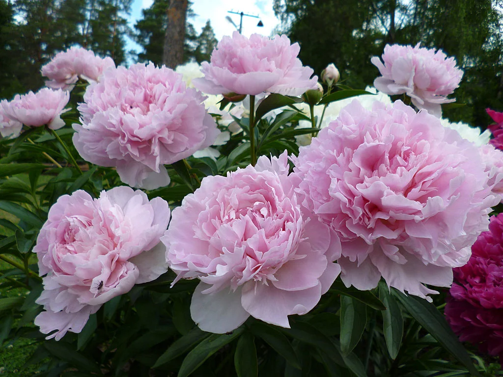 Paeonia ‘Nancy Nora’, a captivating pink double, almost rose-like.