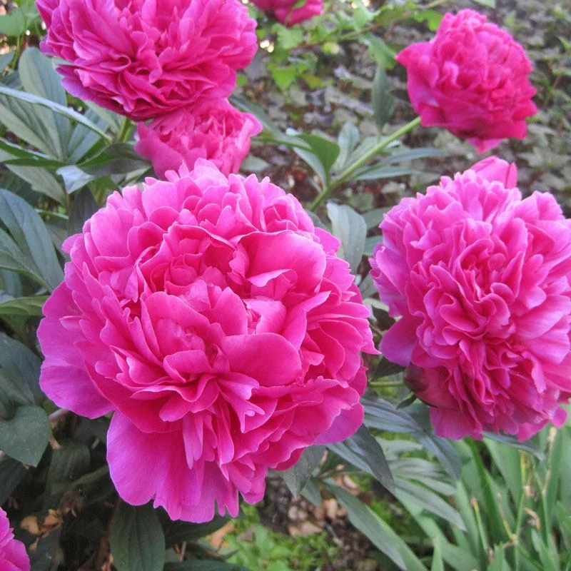 Paeonia ‘Kansas’, one of the best raspberry reds.