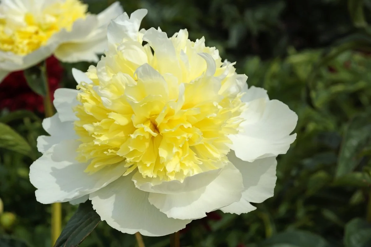 Paeonia ‘Honey Gold’, starts as an Anemone then becomes double as it ages.