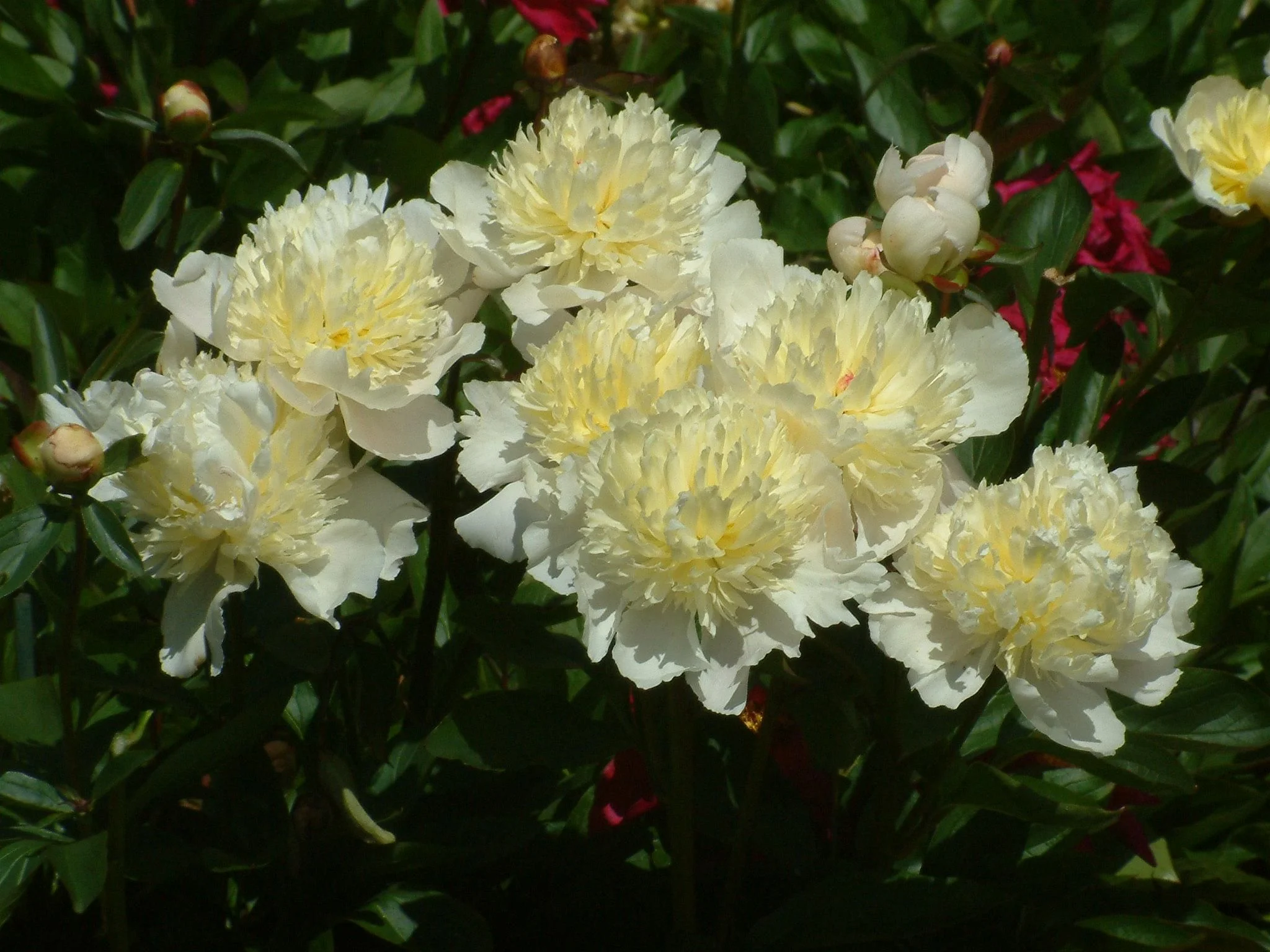 Paeonia ‘Laura Dessert’, as close to yellow as lots of Paeonias get….