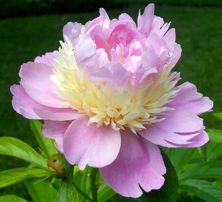 Paeonia ‘Raspberry Sundae’, this incredible variety is classed as a ‘Bomb’ type