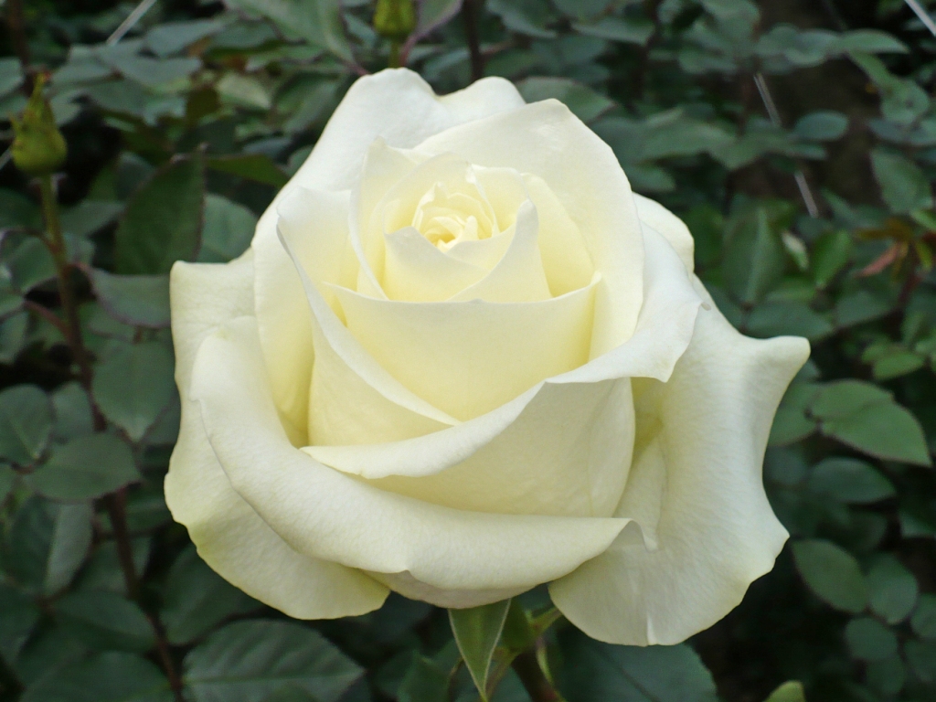 roseHTpolatstar.jpg
