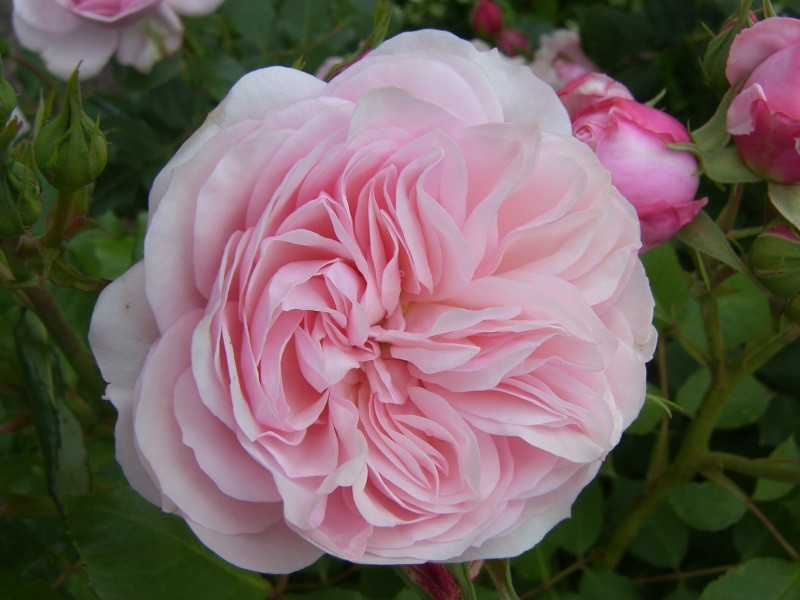 rosestethelburga.jpg