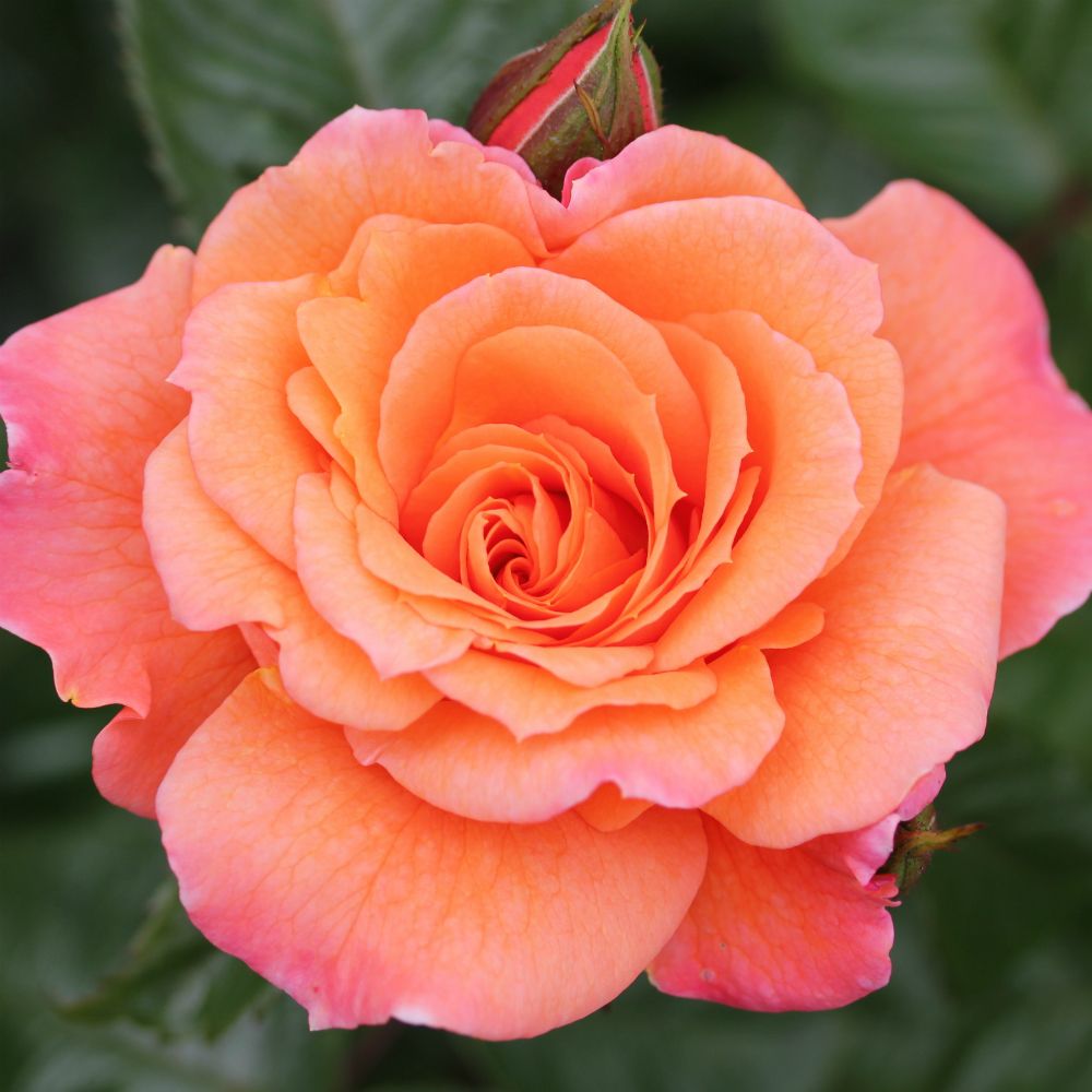 rosescentfromheaven.jpg