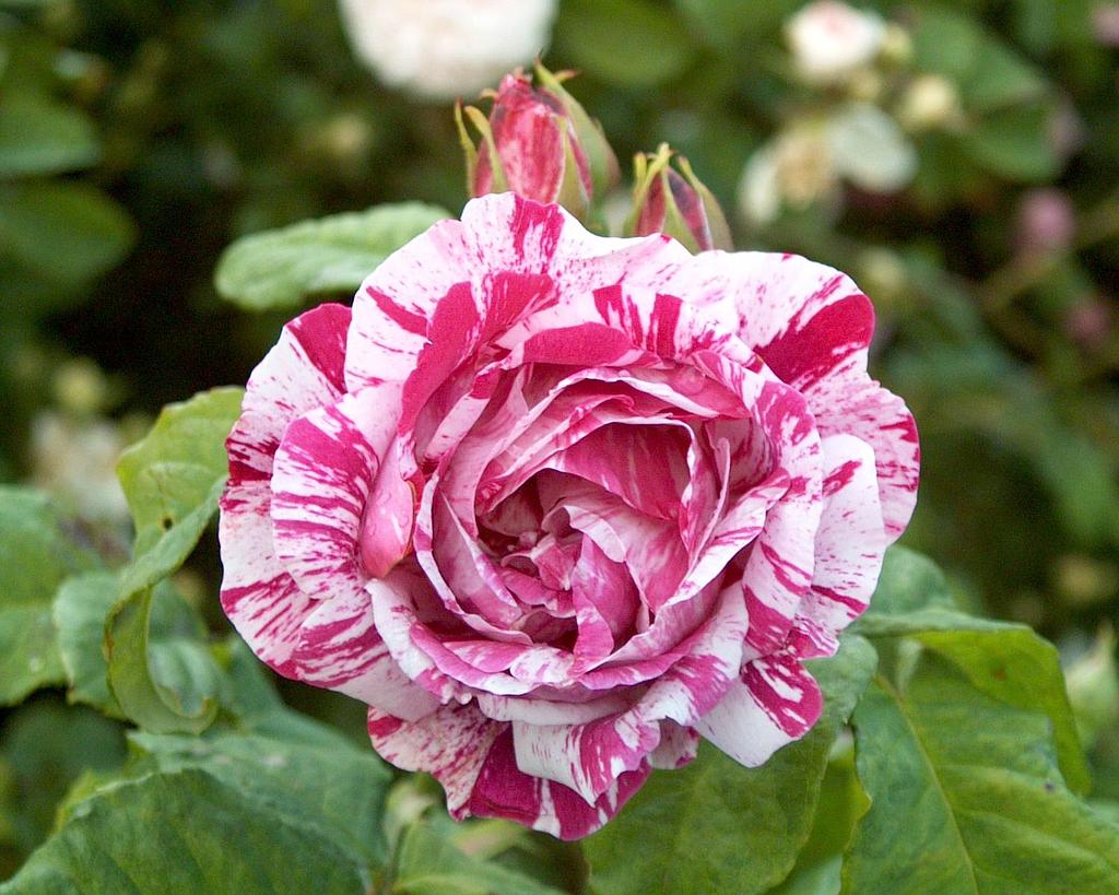 roseferdinandpichard.jpg