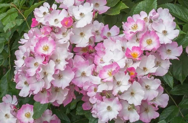 Such a lovely single rose, easy, healthy, and tough as nails!