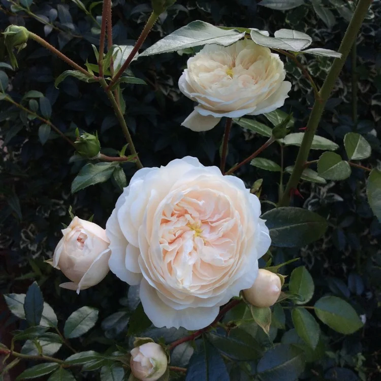 ‘Macmillan Nurse’, creamy white, sometimes overlaid with a little peach. It’s exquisite!