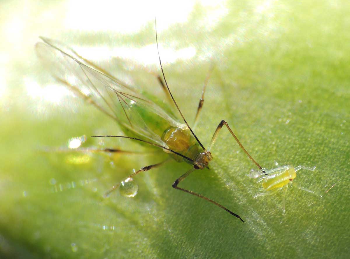 greenfly.jpg