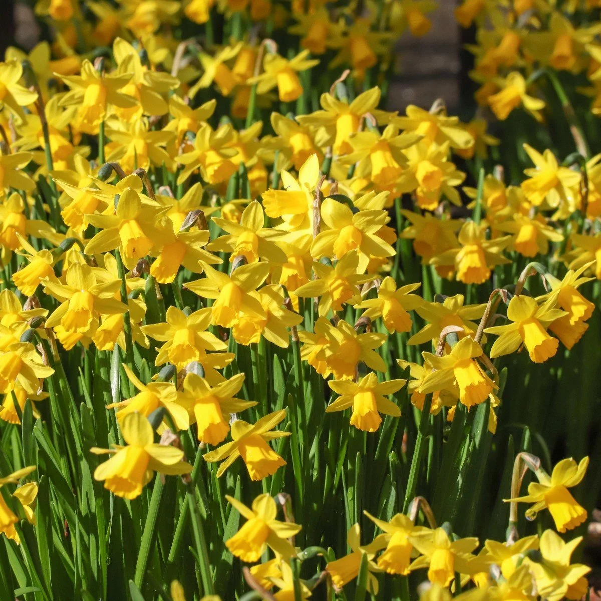 new tete a tete 2020.jpg