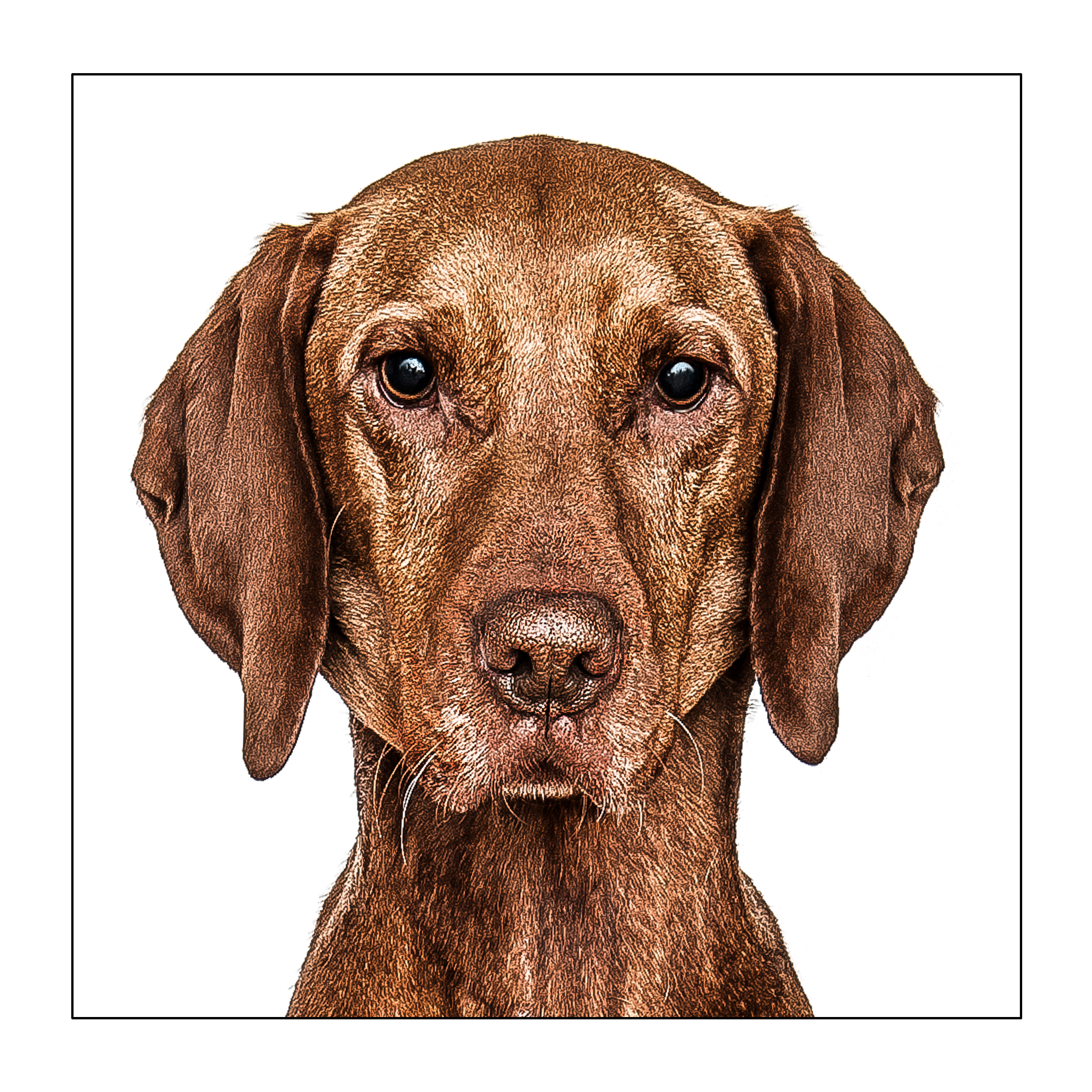 Vizsla