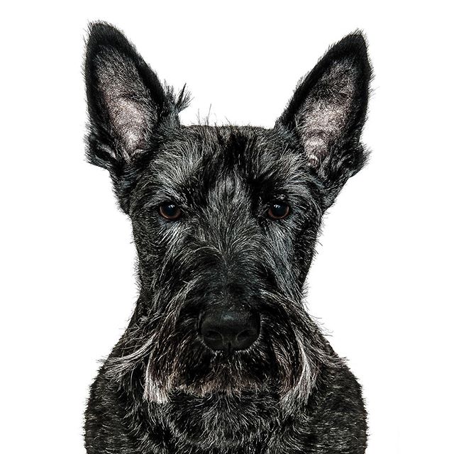 She said don&rsquo;t smile .. So I didn&rsquo;t  #gruffpawtraits #scottishterrier #scottishterriersofinstagram #scottishterriersoftheworld #dogsoflondon #dogsoftheworld #dogsofuk #dogsoftheworld #doglover