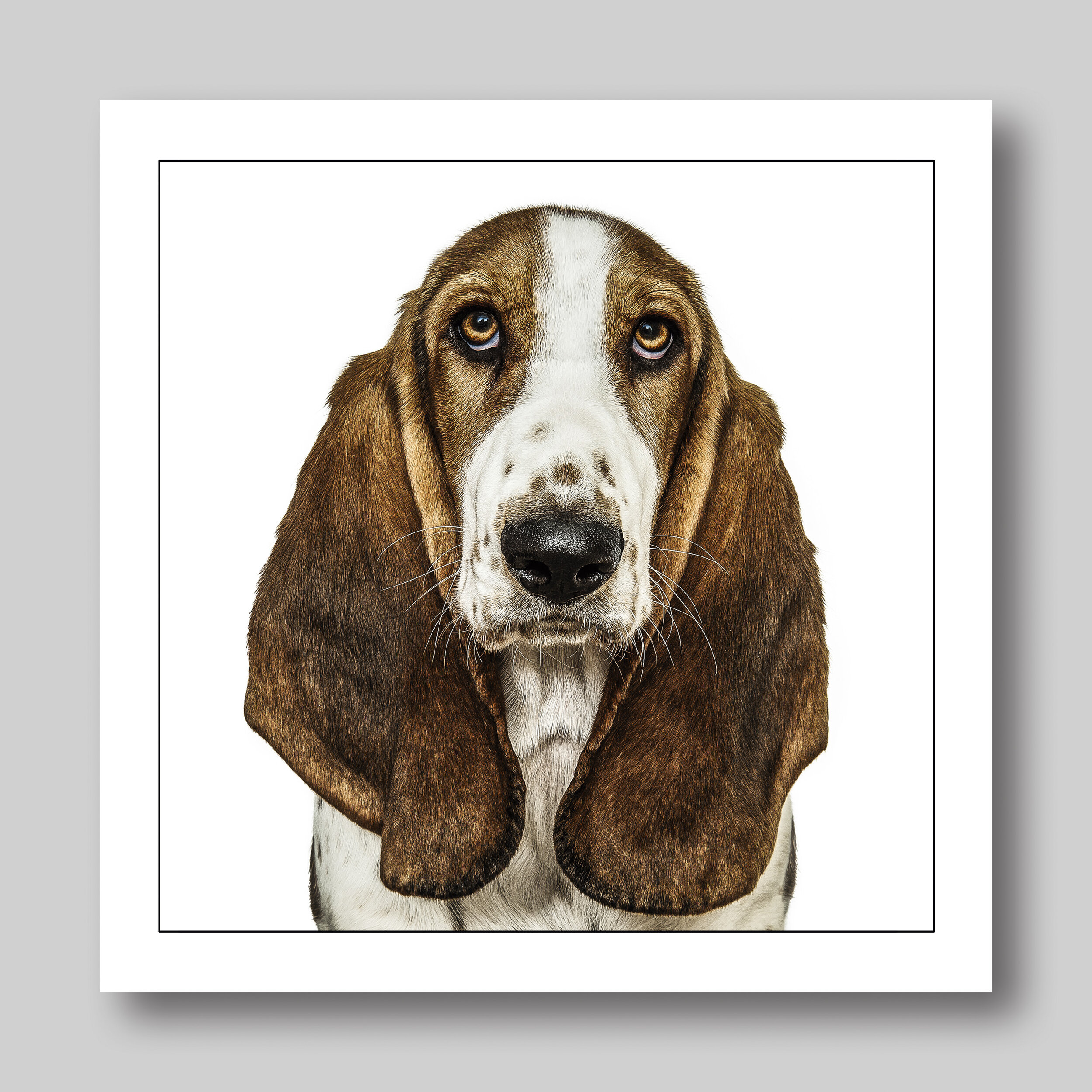 basset hound - D06