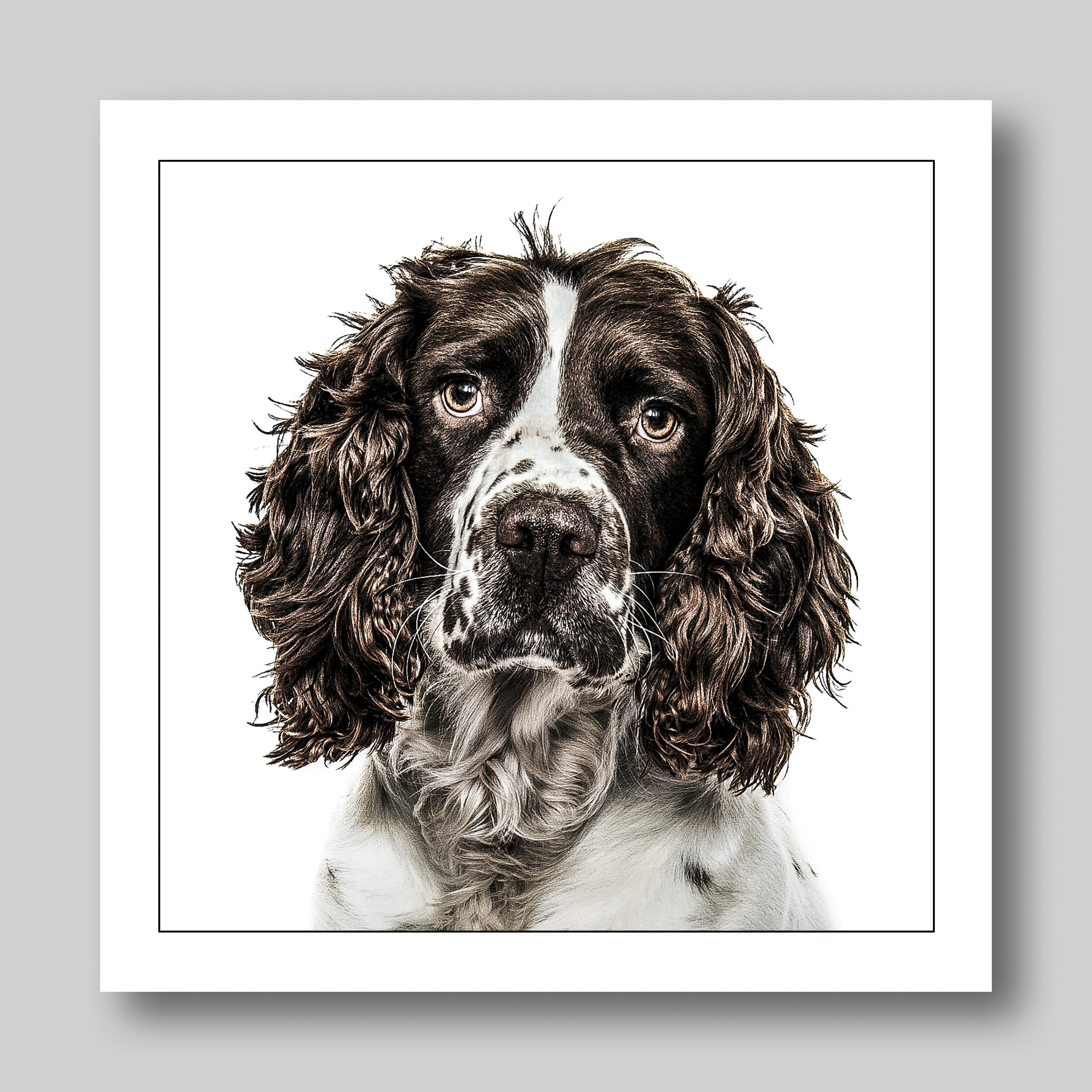 cocker spaniel - D10