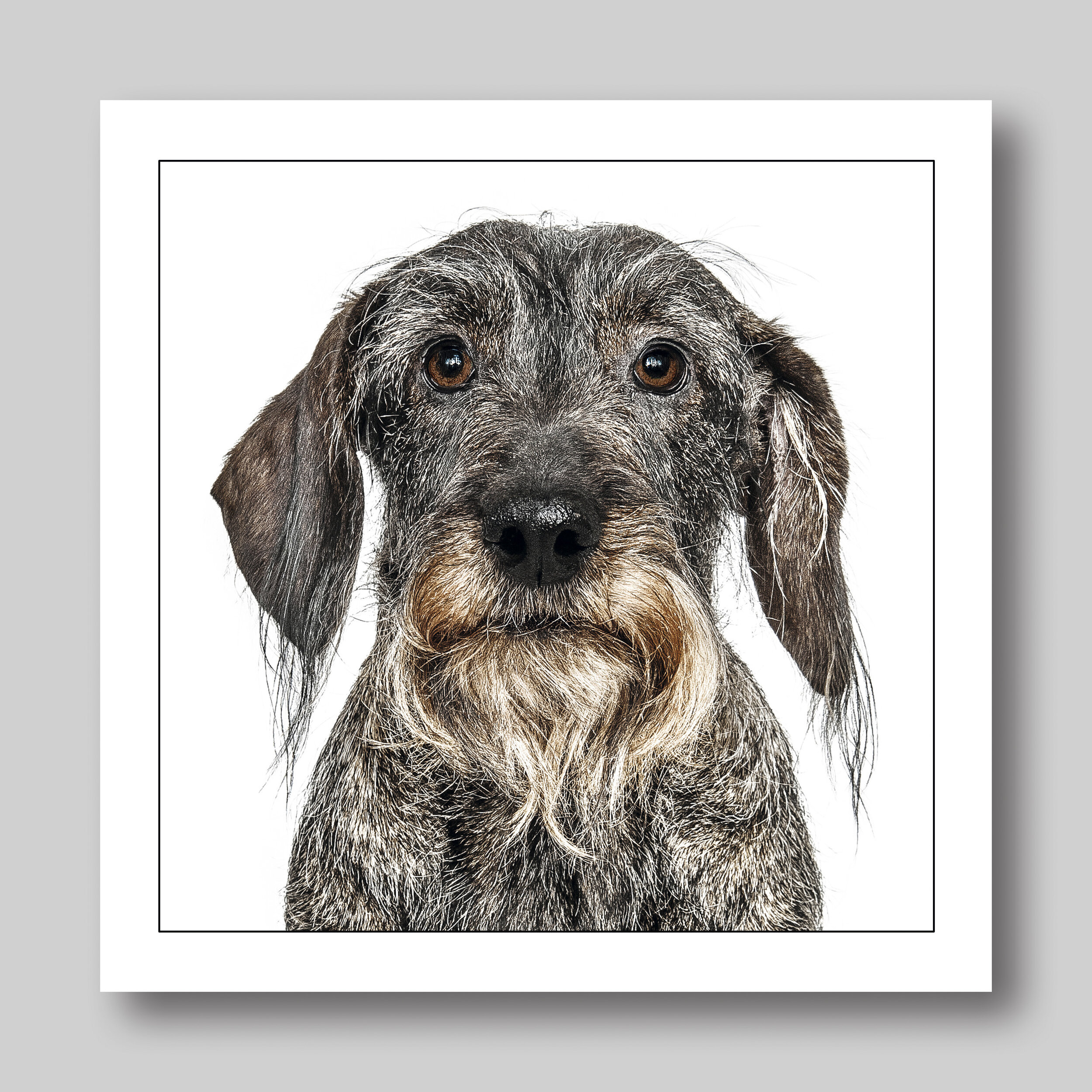 wire haired dachshund - D13